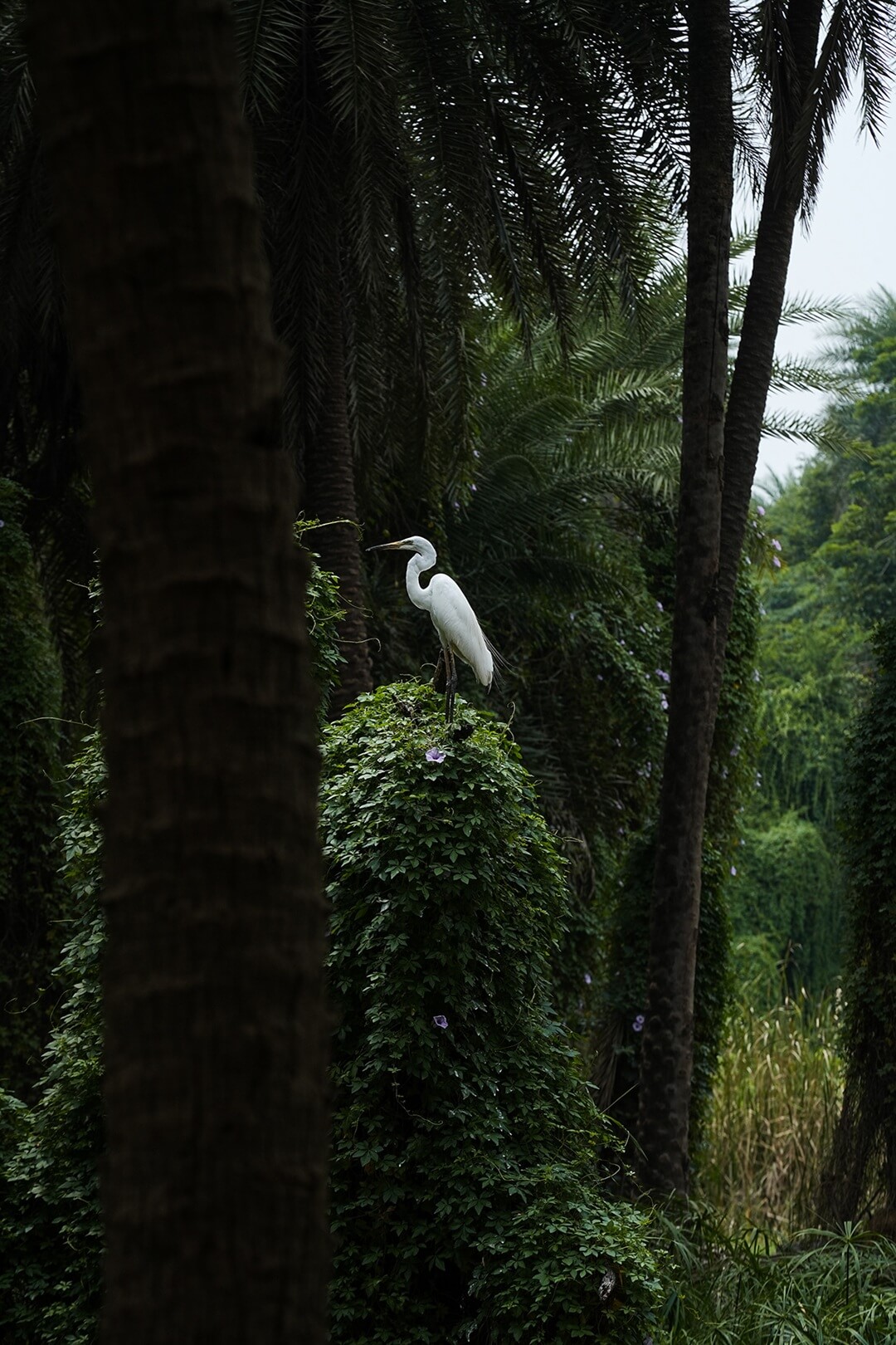 Certificate in photography